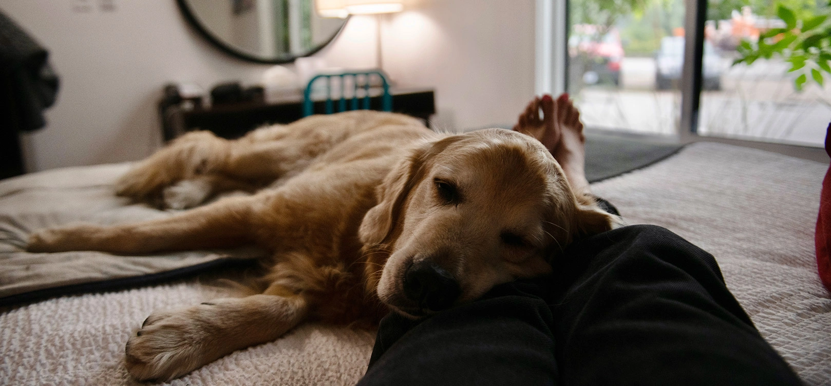 Dog Friendly Rooms