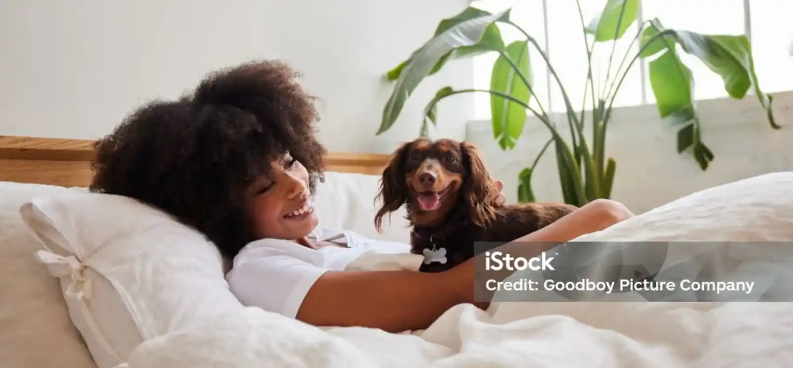 pet-friendly-rooms