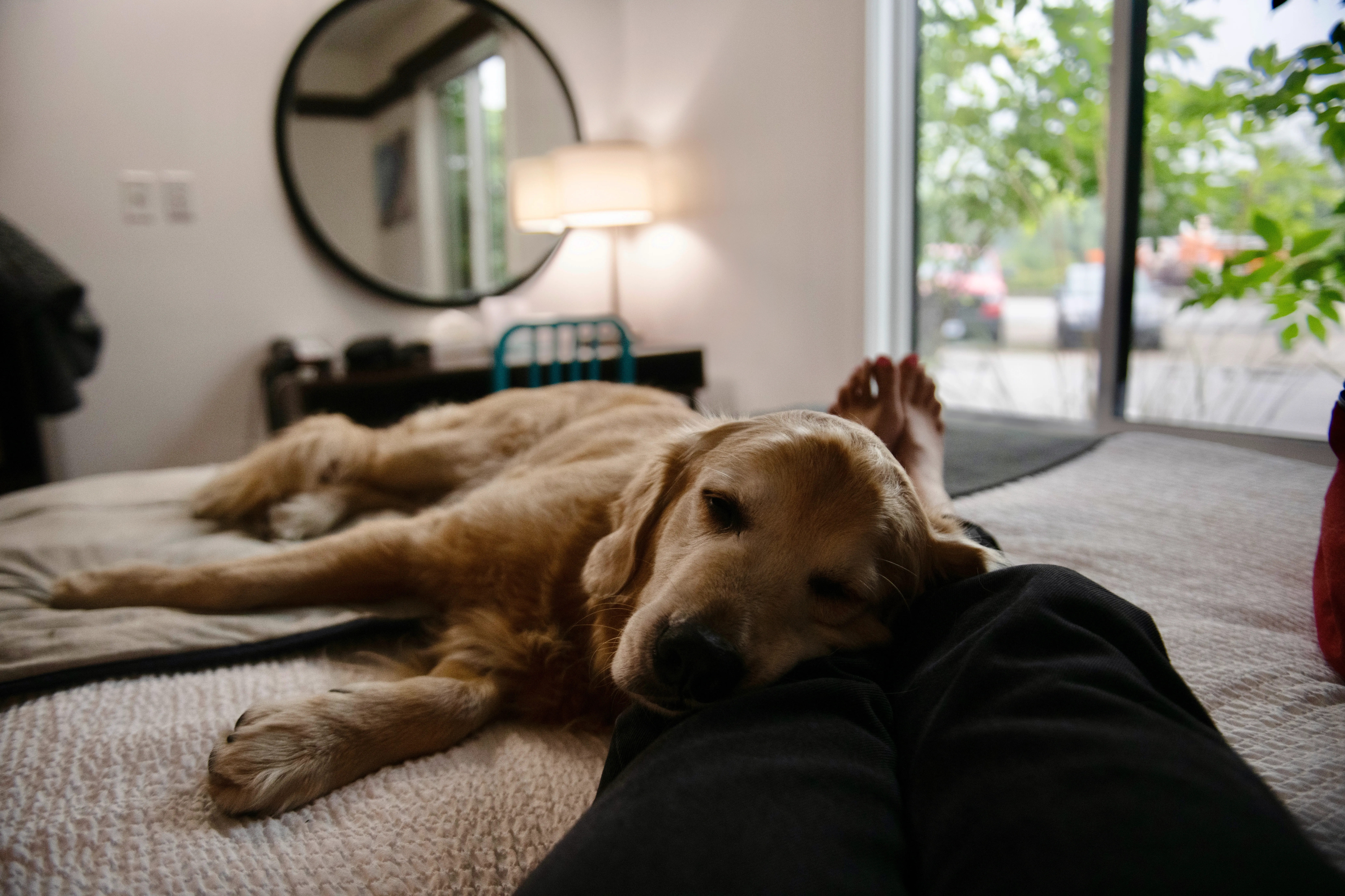 Dog Friendly Rooms