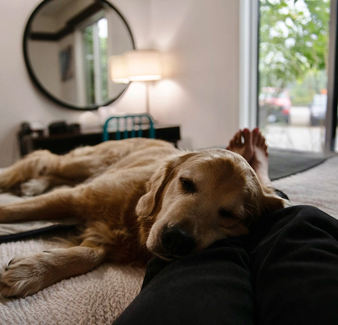 Dog Friendly Rooms