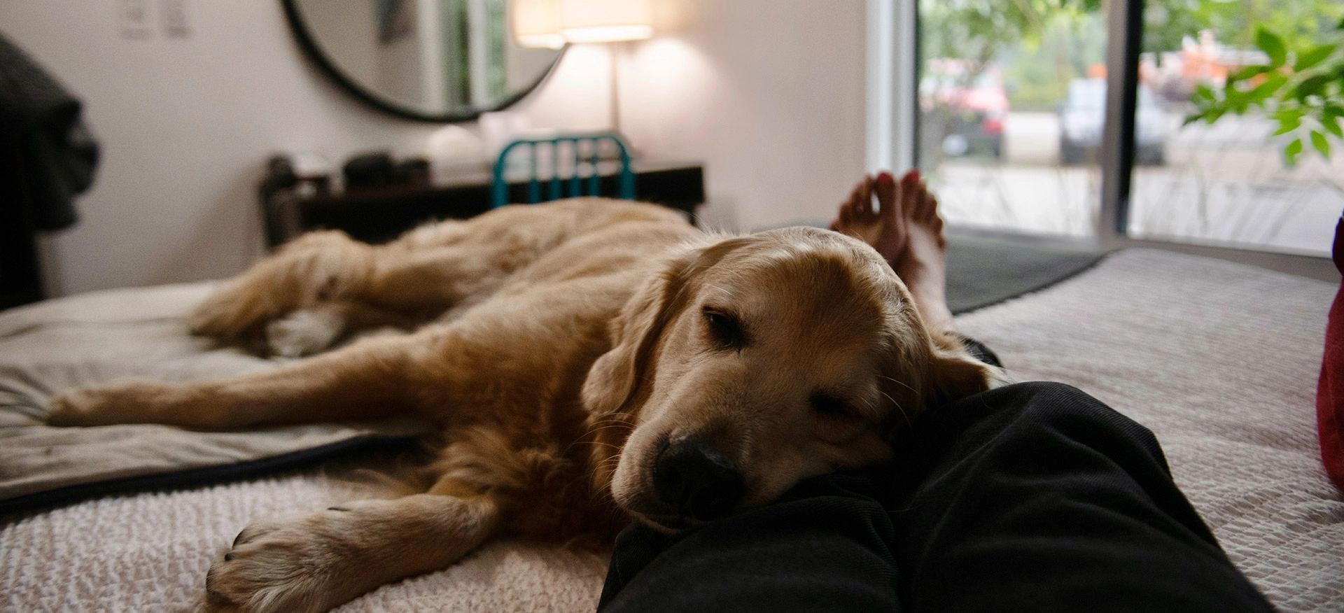  Dog Friendly Rooms